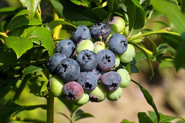 Yorkshire three peaks challenge bilberries