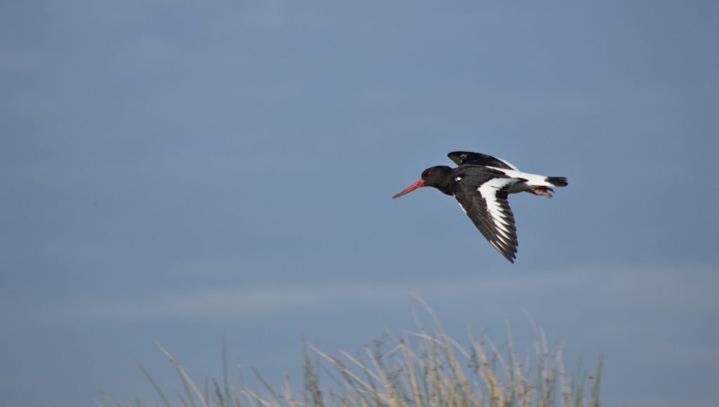 Yorkshire three peaks challenge oyster catcher